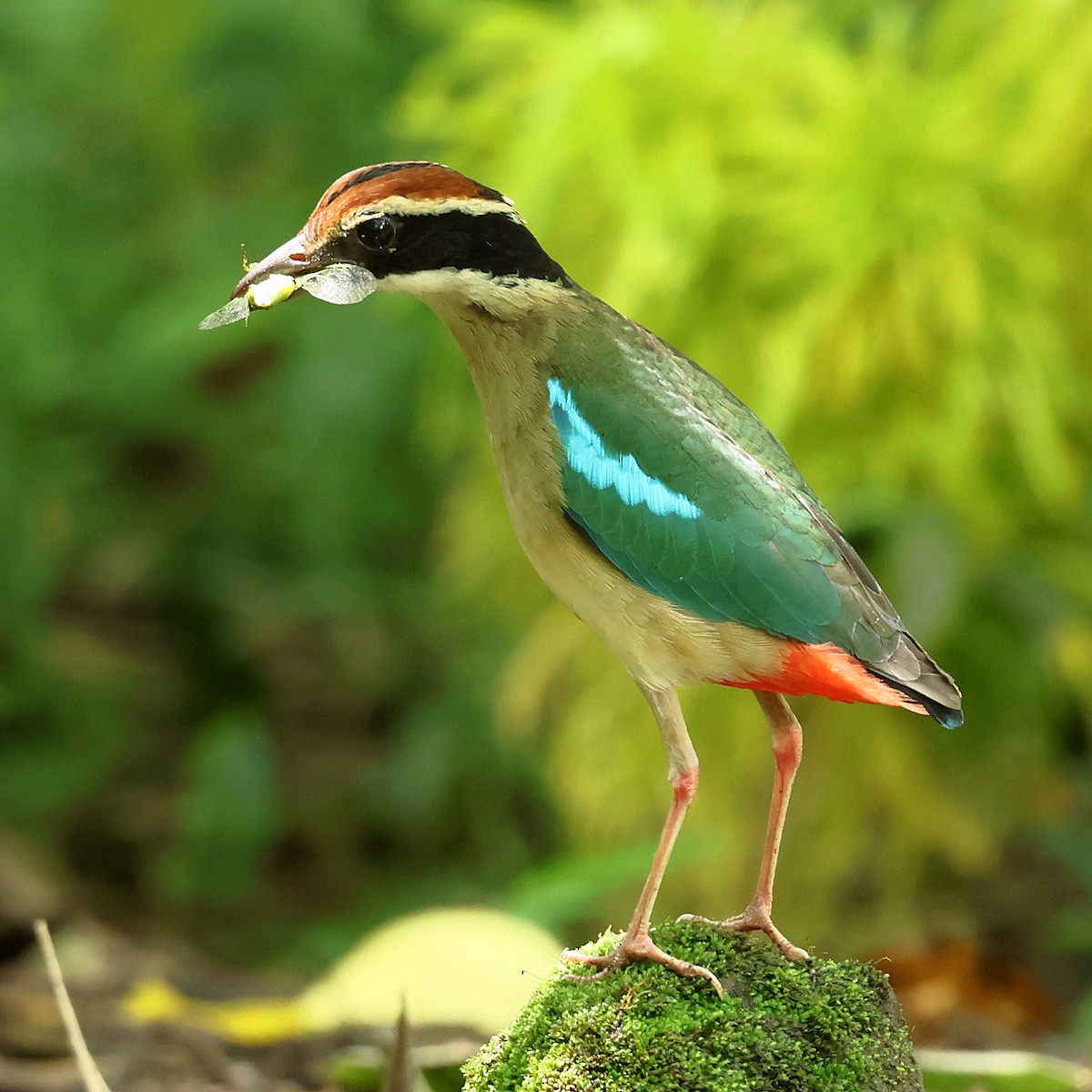 Pita Ninfa - ML645762243