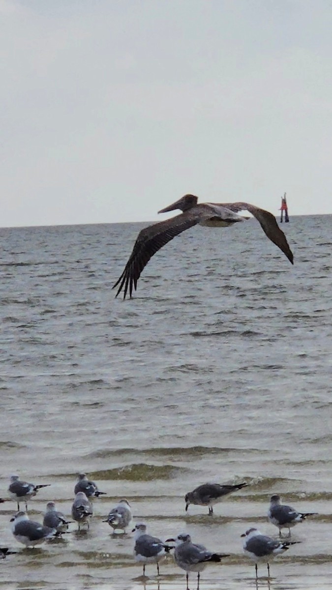 Pelícano Pardo - ML645762246