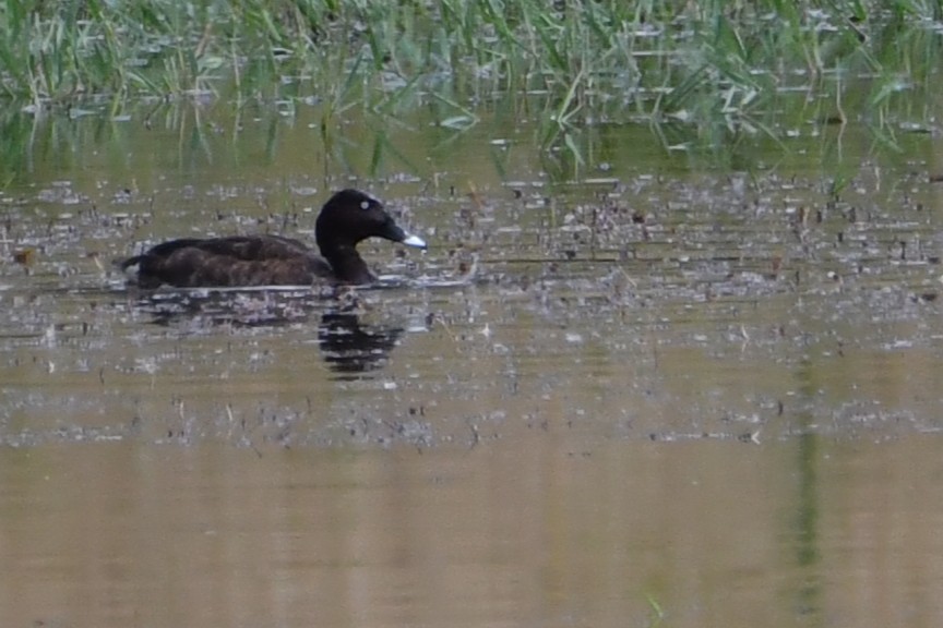 Porrón Australiano - ML645762247