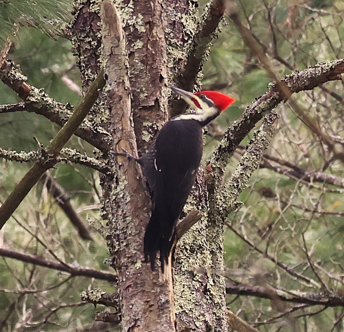 Picamaderos Norteamericano - ML645762249