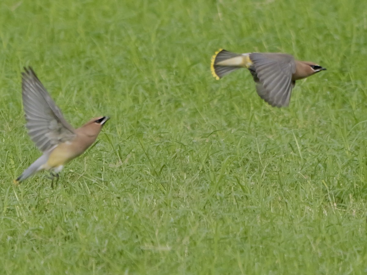 Ampelis Americano - ML645762258