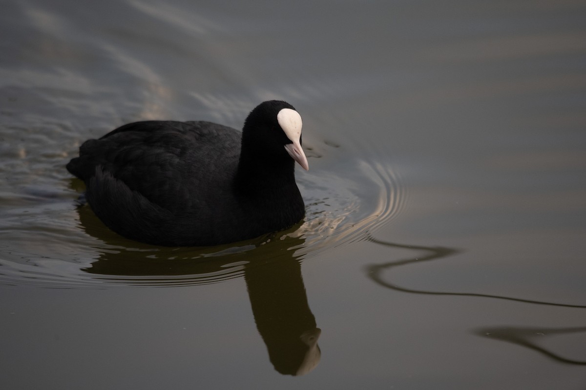 Focha Común - ML645762259