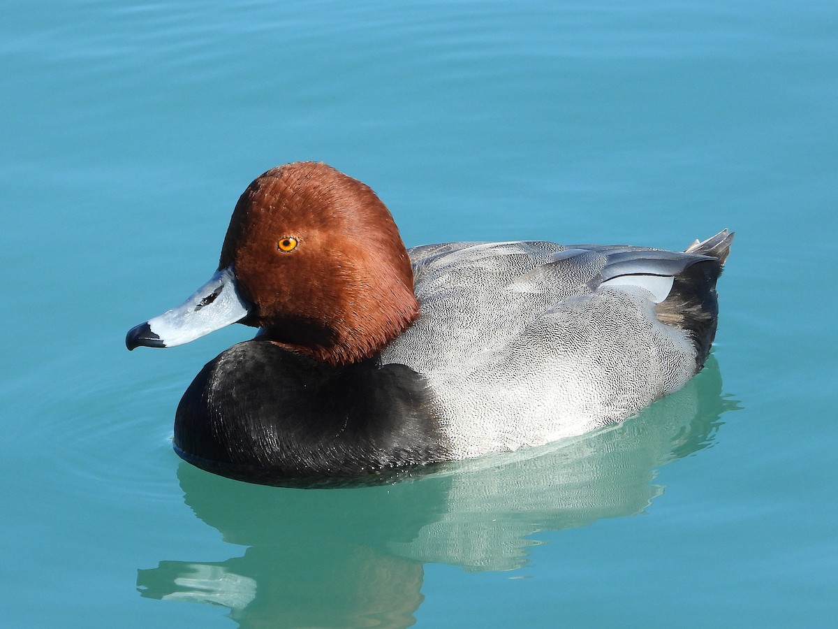 Porrón Americano - ML645762263