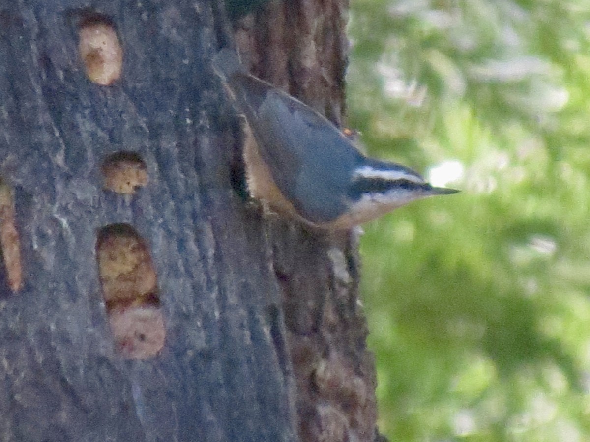 Trepador Canadiense - ML645762264