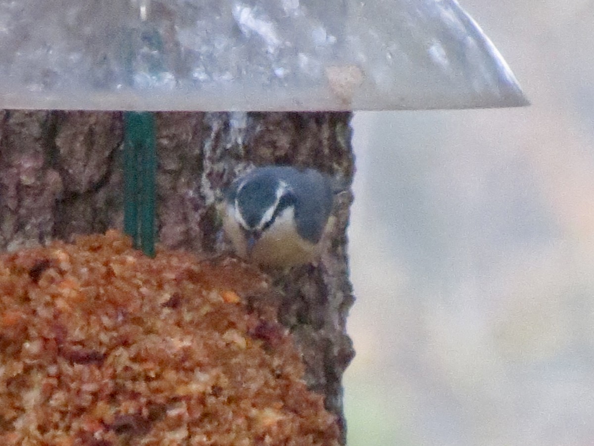 Trepador Canadiense - ML645762265