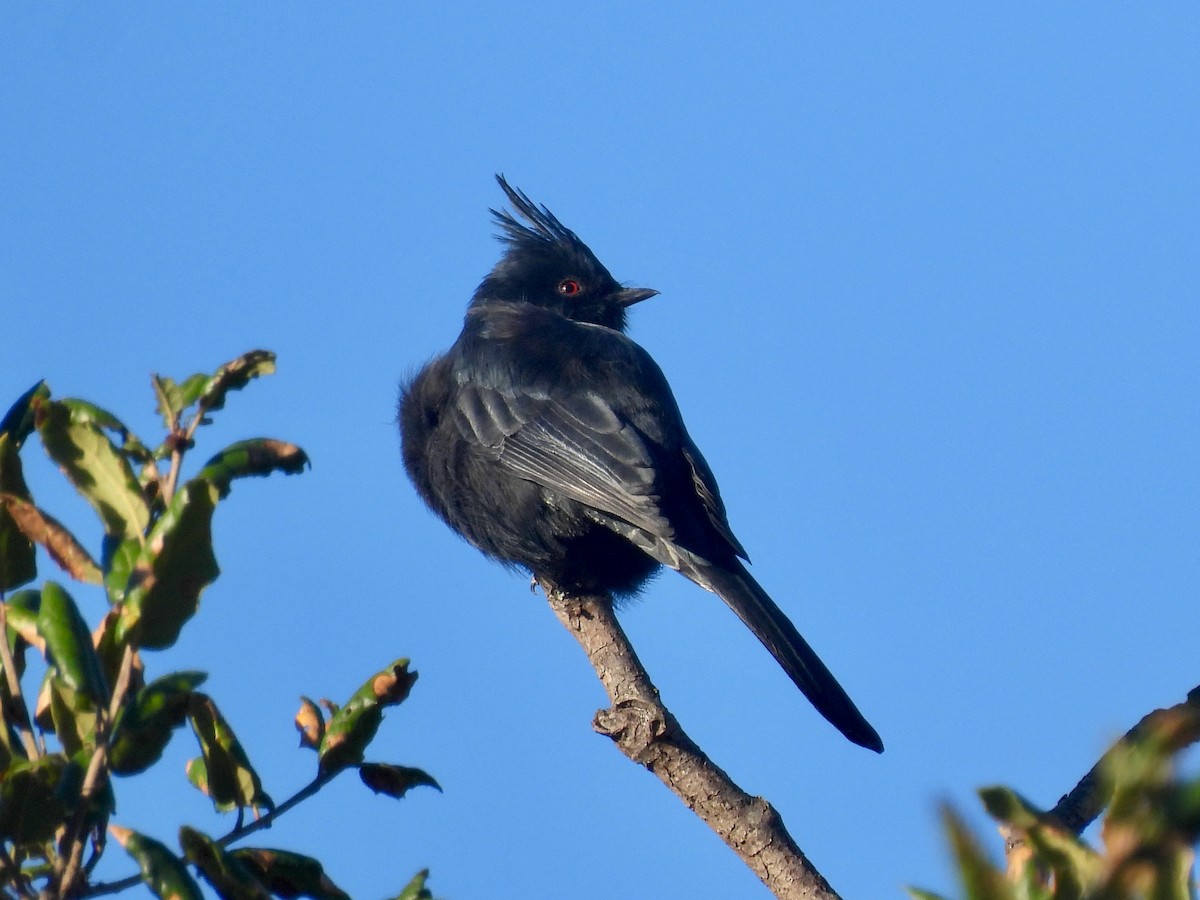 Capulinero Negro - ML645762266