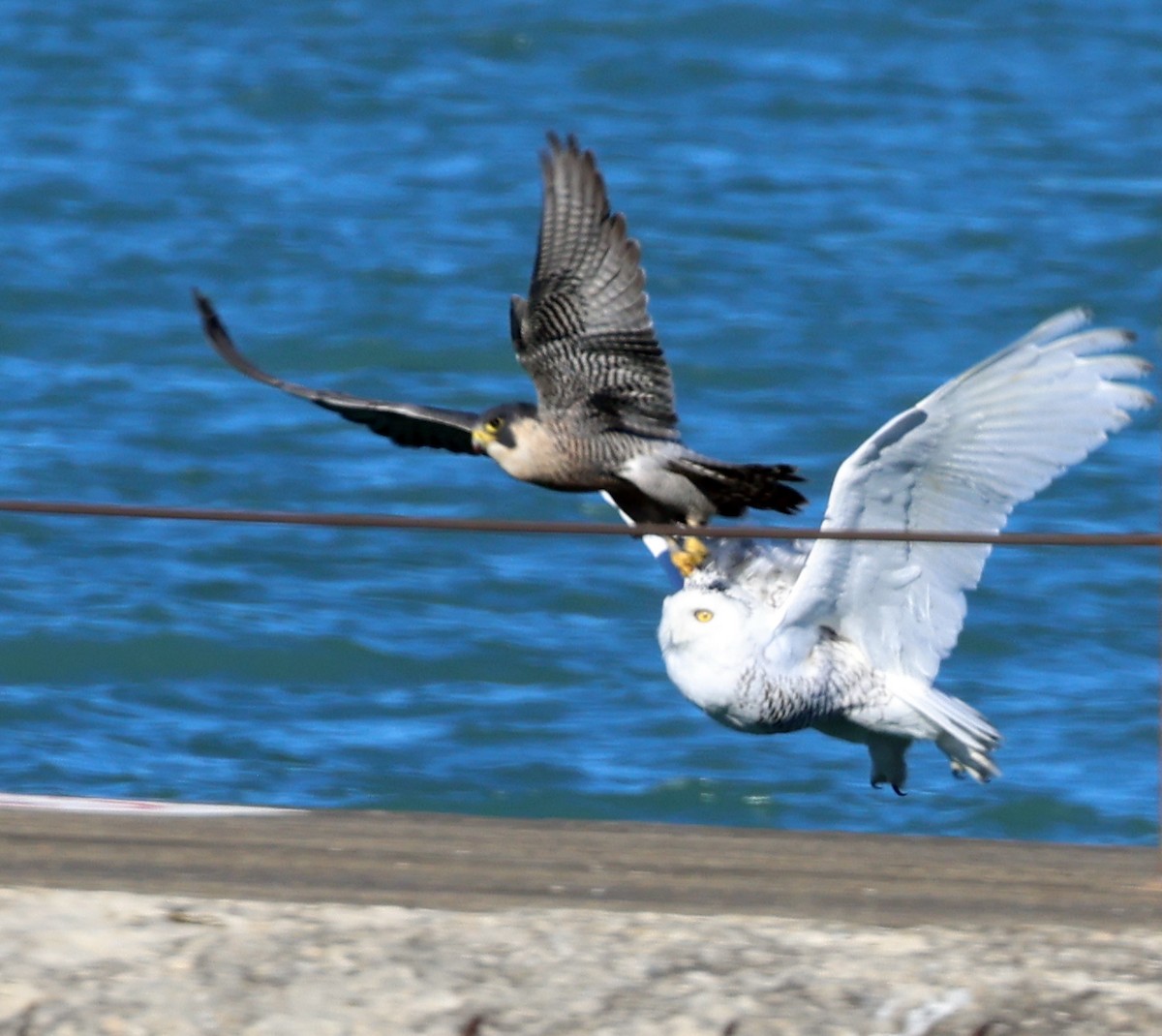 Halcón Peregrino - ML645762267