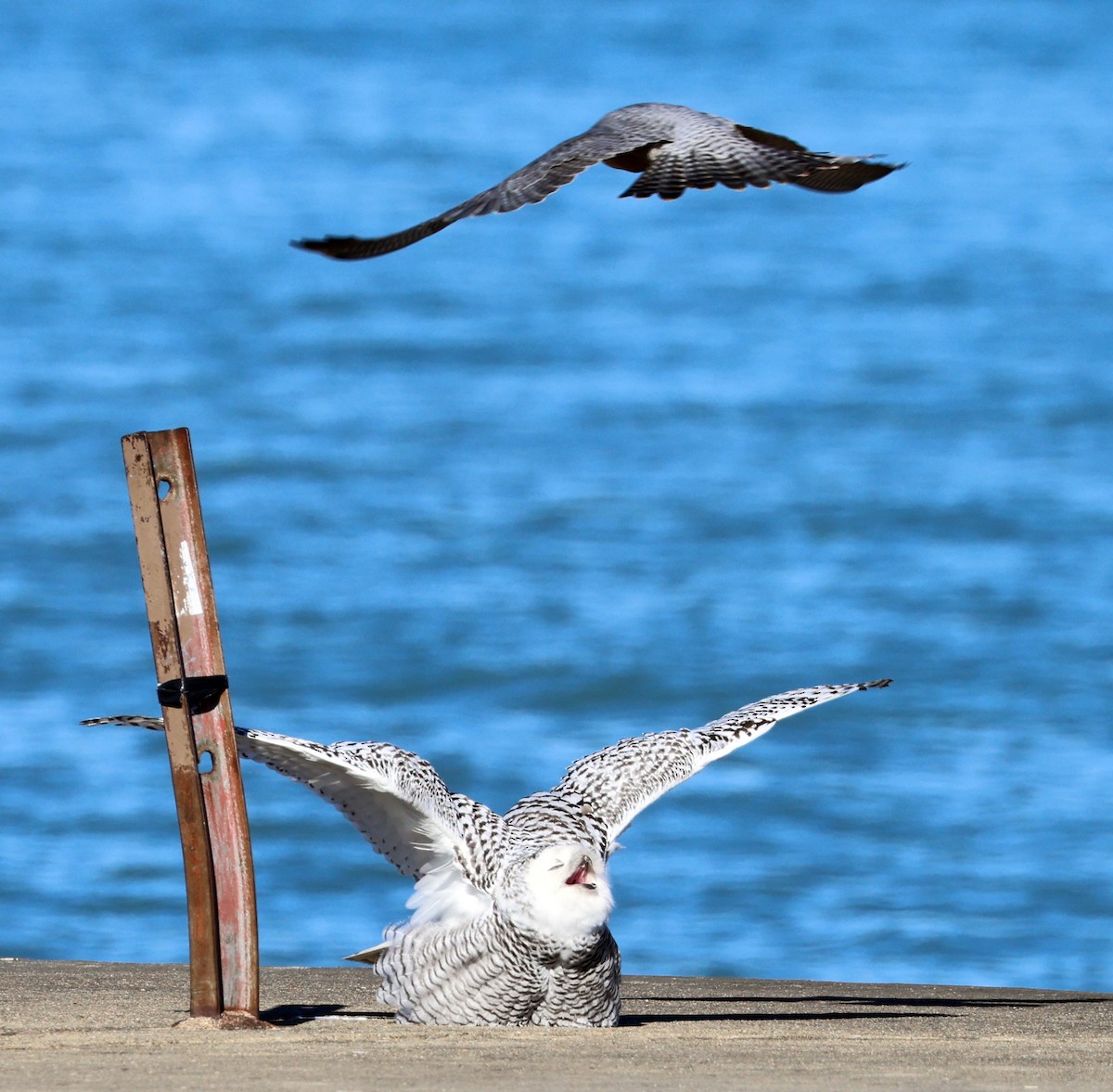 Halcón Peregrino - ML645762268