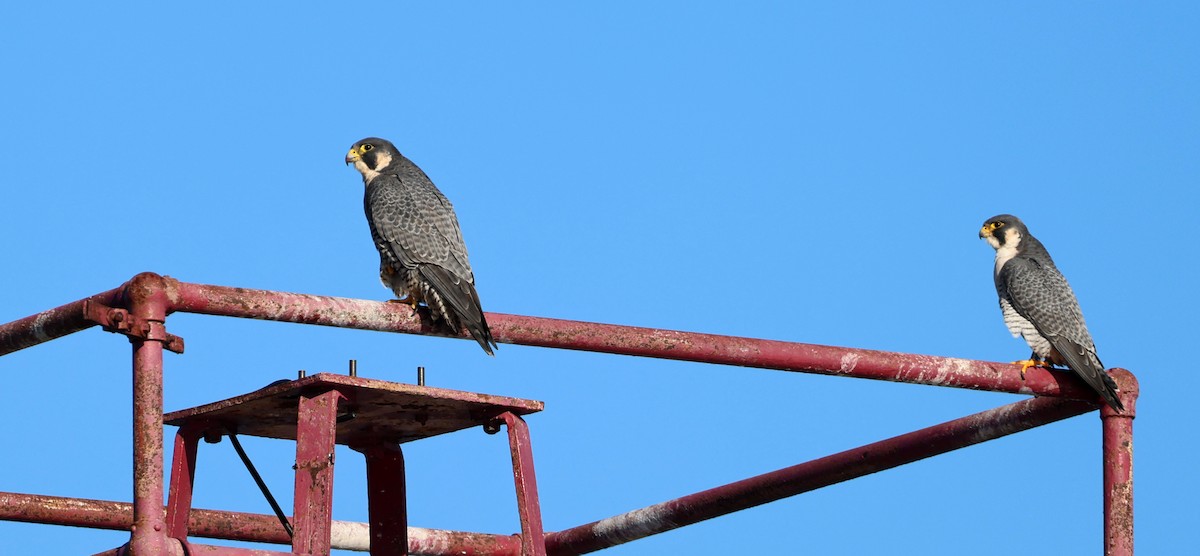 Halcón Peregrino - ML645762269