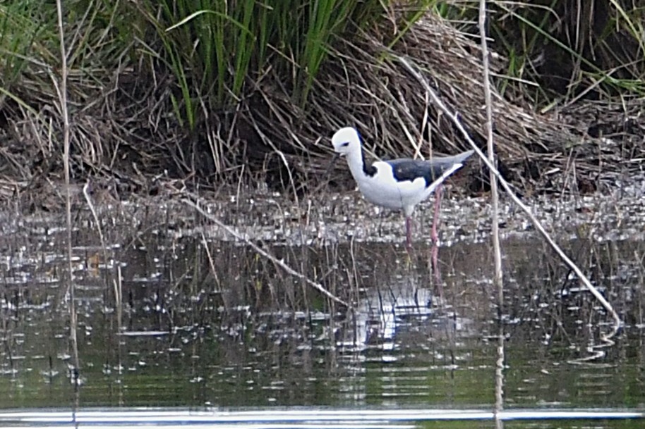 Cigüeñuela Australiana - ML645762270