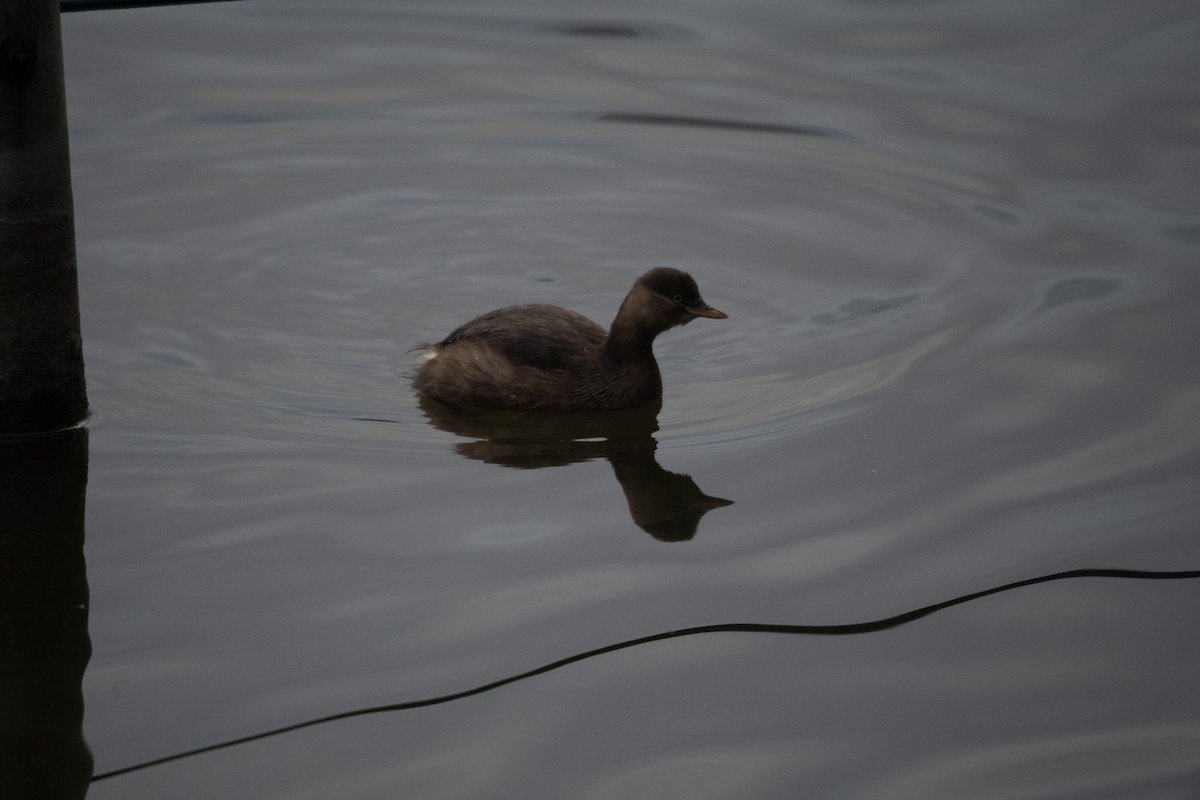 Zampullín Común - ML645762271