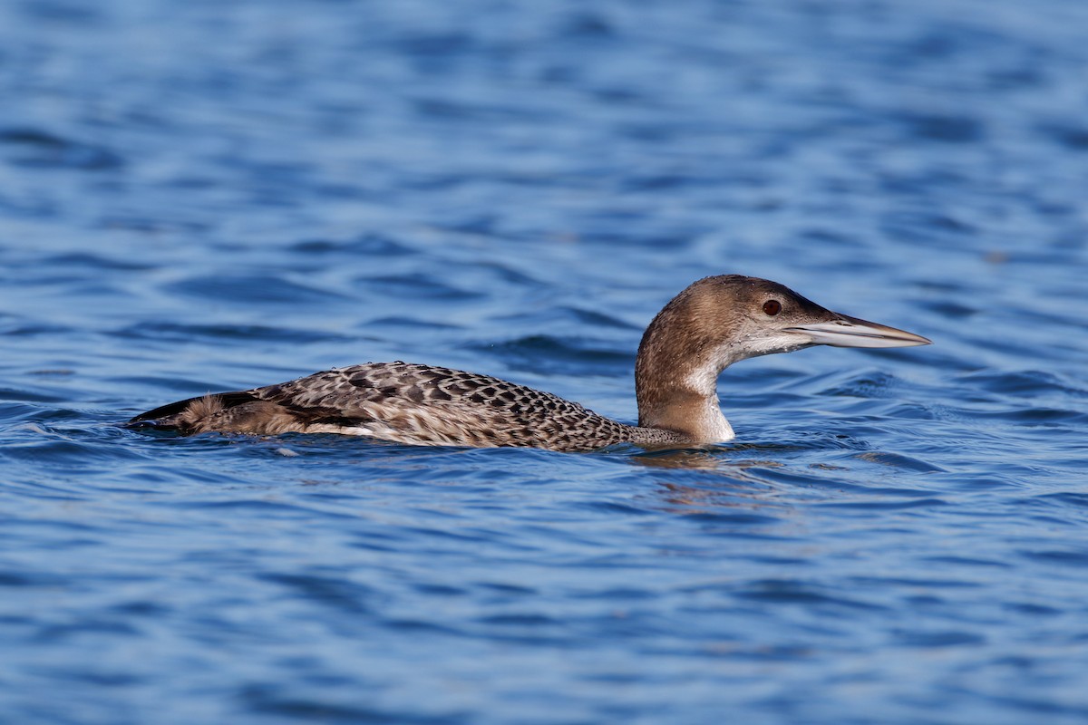 Common Loon - ML645762272