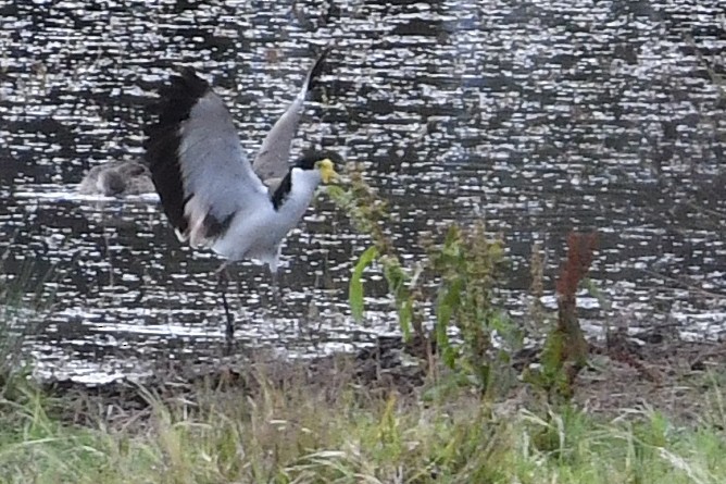 Hegabera maskaraduna - ML645762276