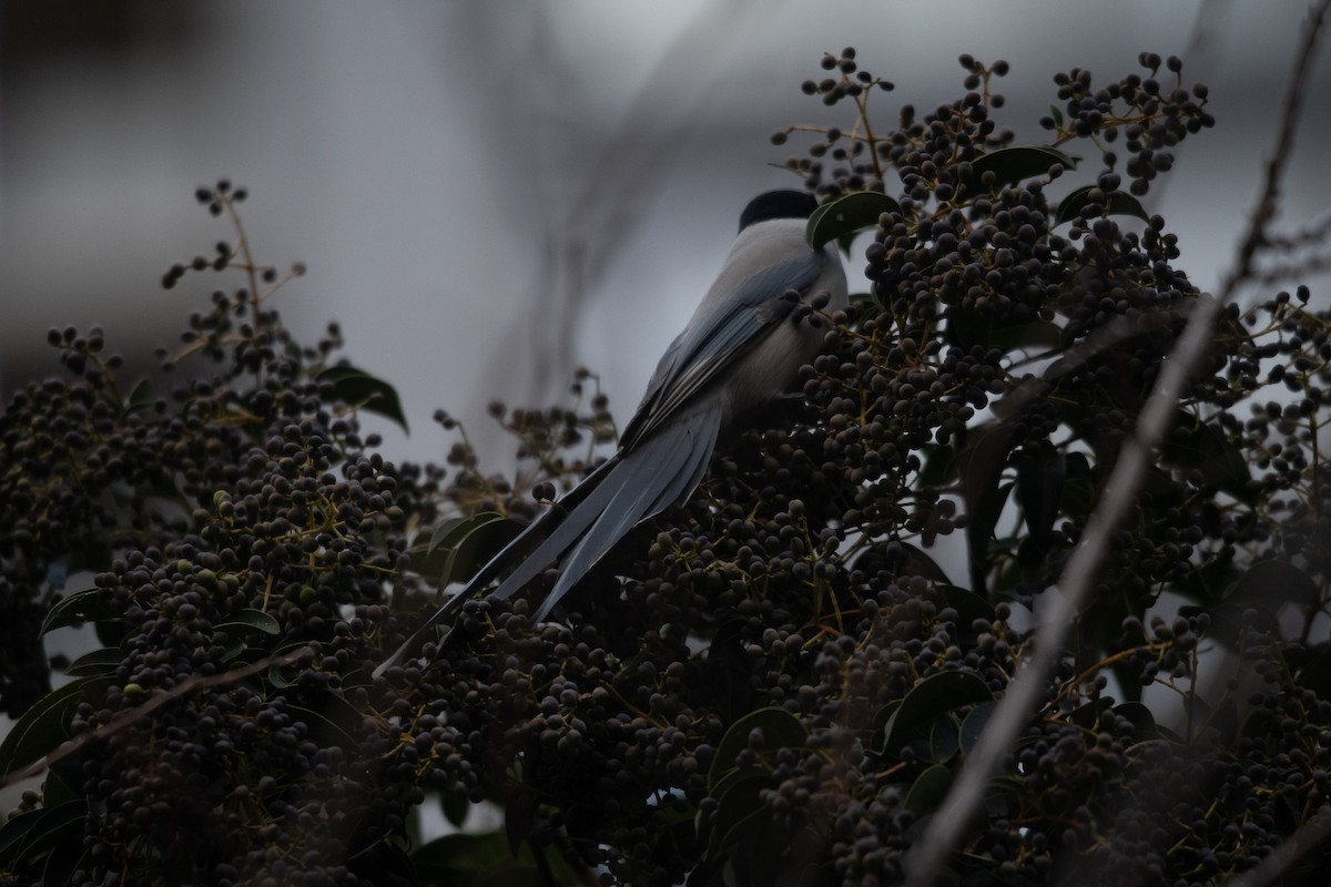 asurskjære - ML645762277