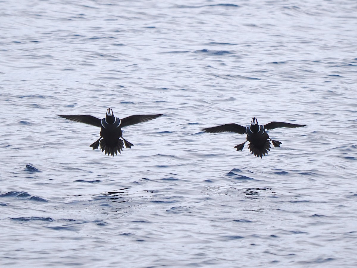 harlekinand - ML645762278