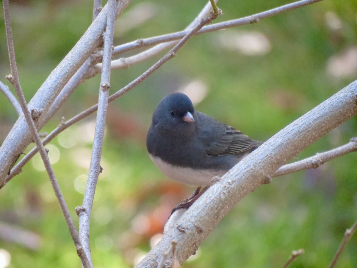 Юнко сірий - ML645762279