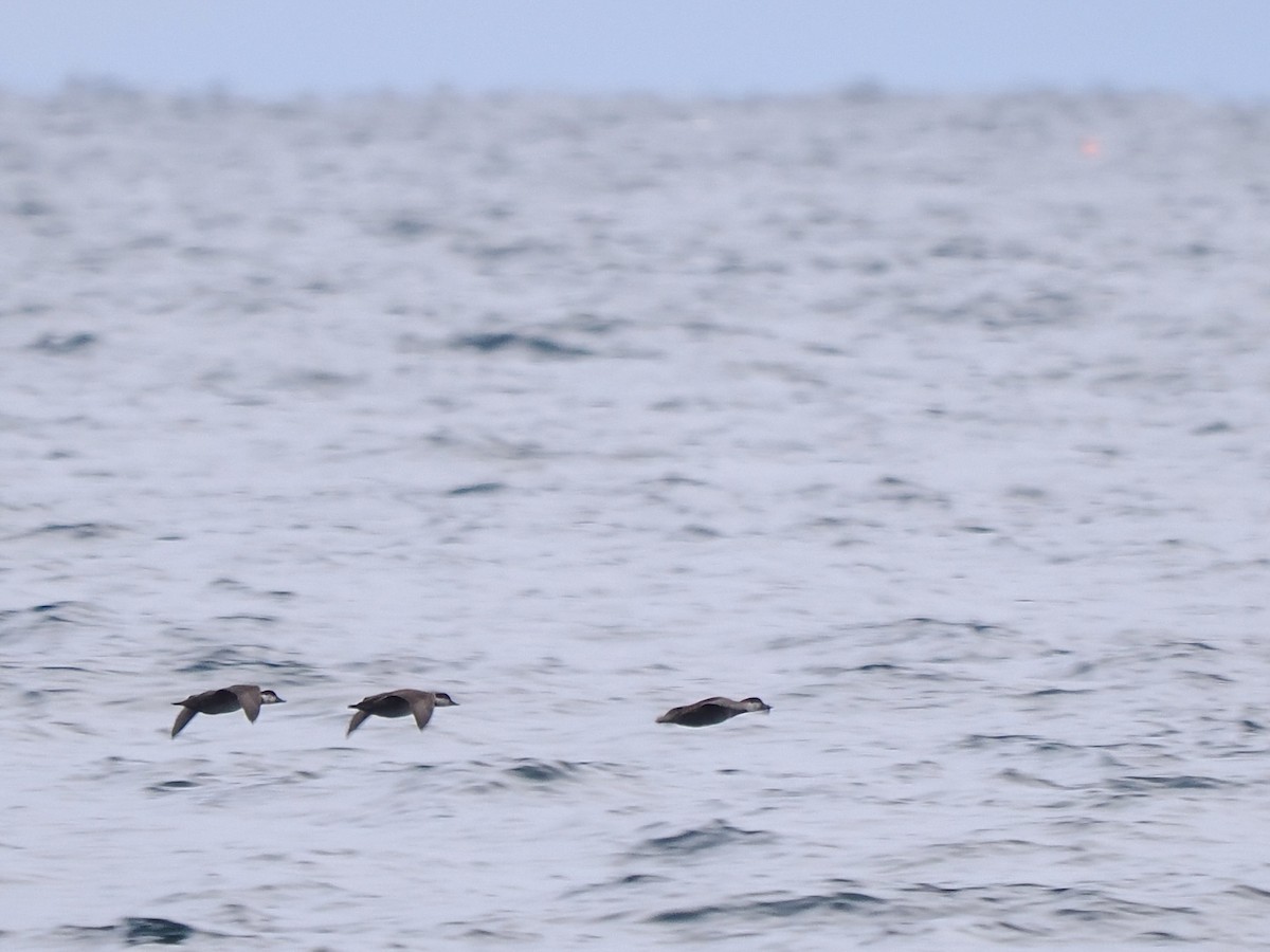 amerikasvartand - ML645762294