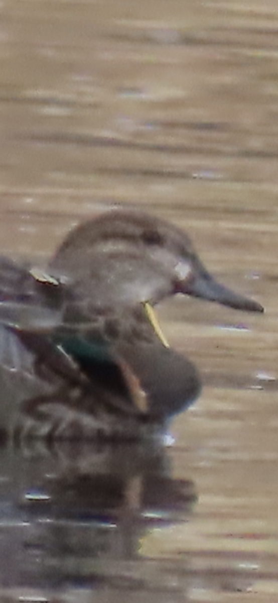 Green-winged Teal - ML645762295