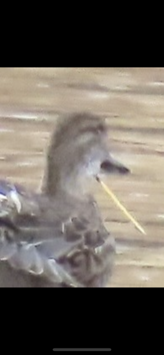 Green-winged Teal - ML645762296