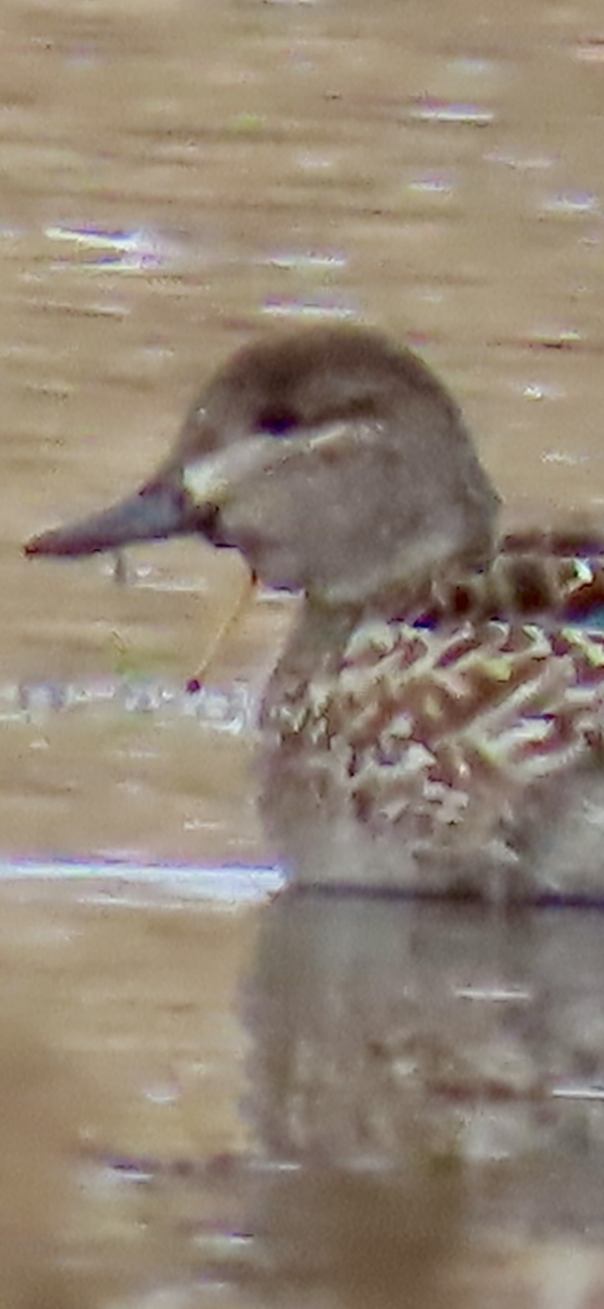 Green-winged Teal - ML645762297
