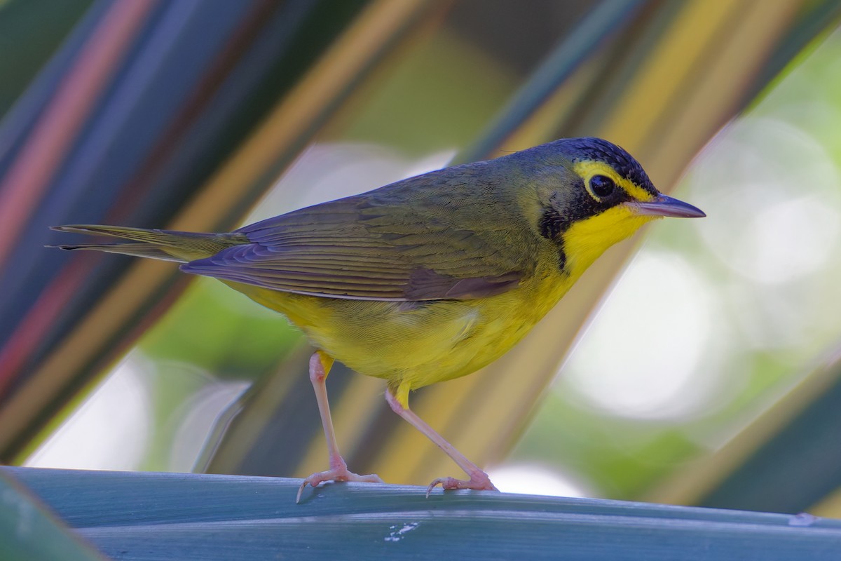 Kentucky Warbler - ML645762298