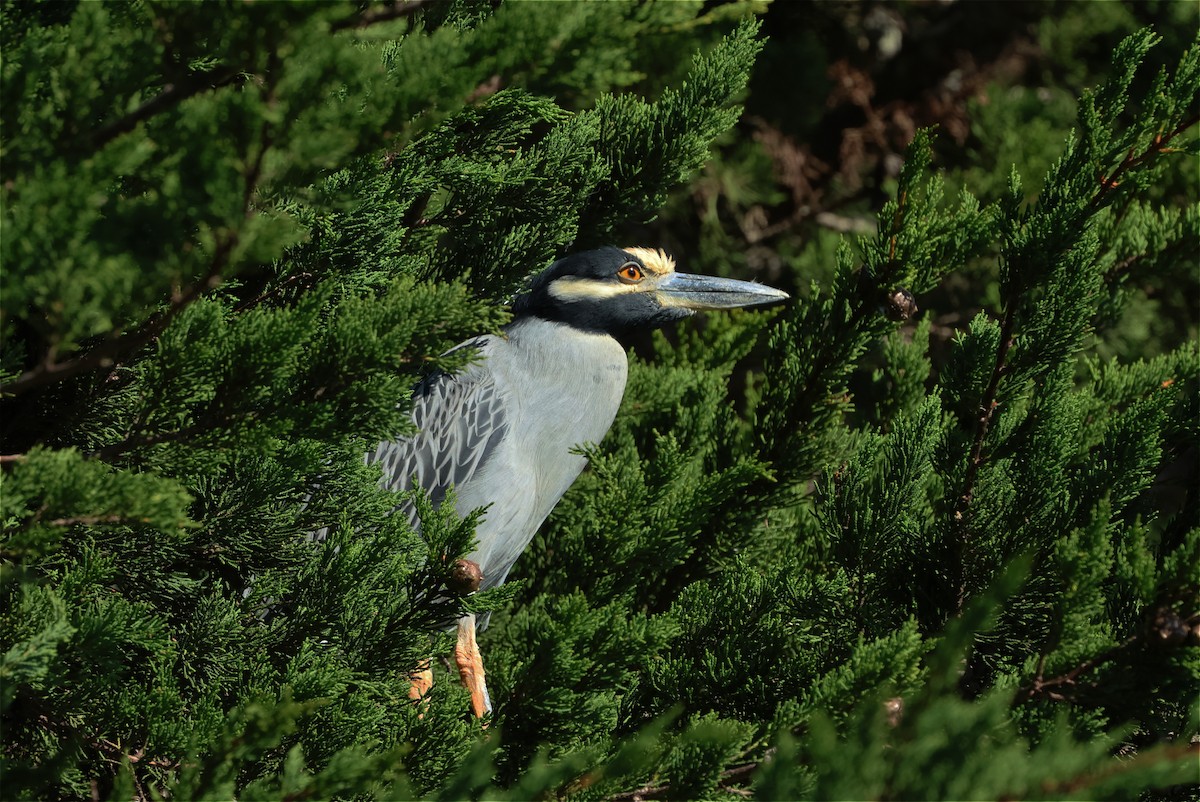 Yellow-crowned Night Heron - ML645762300