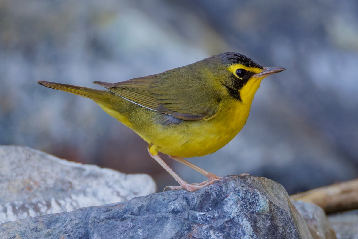 Kentucky Warbler - ML645762306