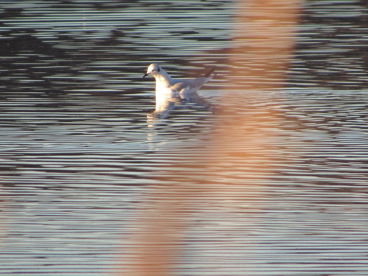 Bonaparte's Gull - ML645762308