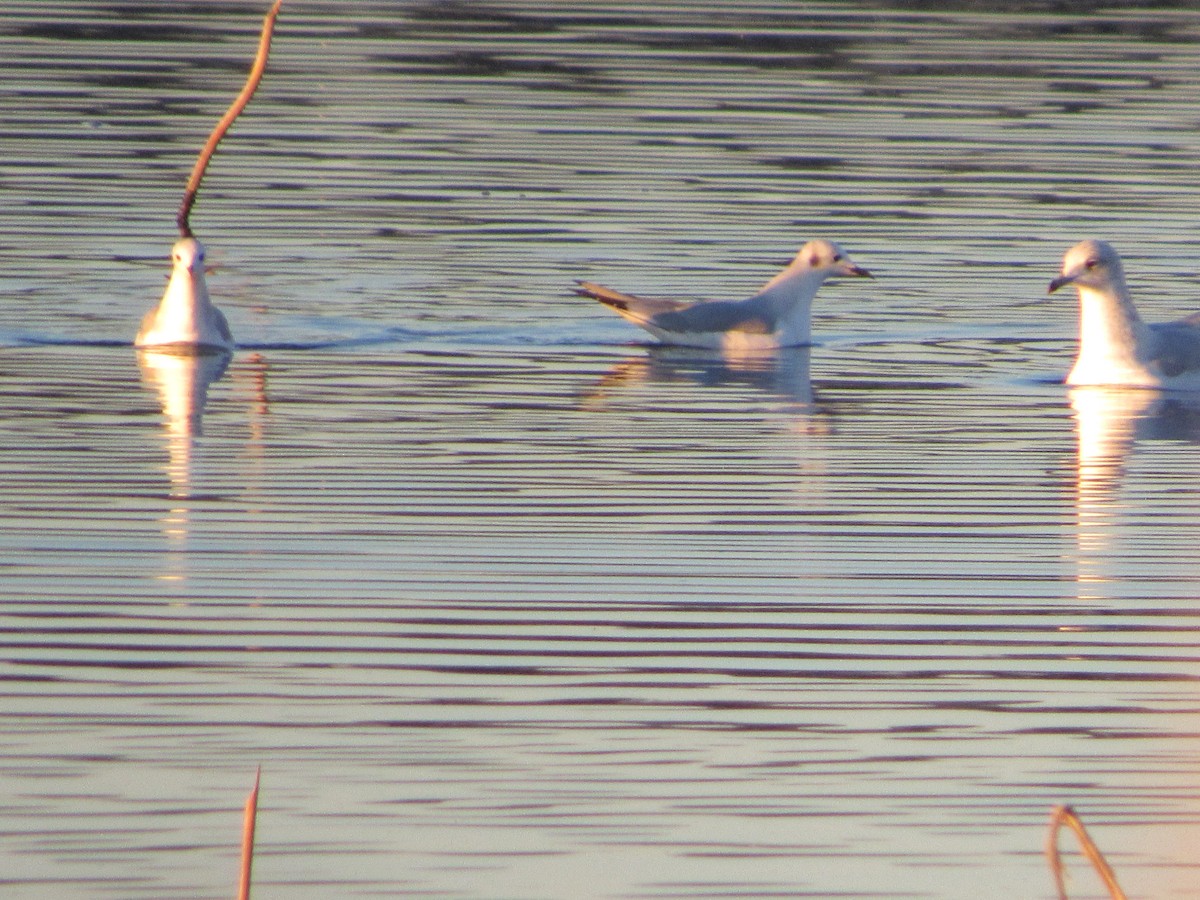 Bonaparte's Gull - ML645762309