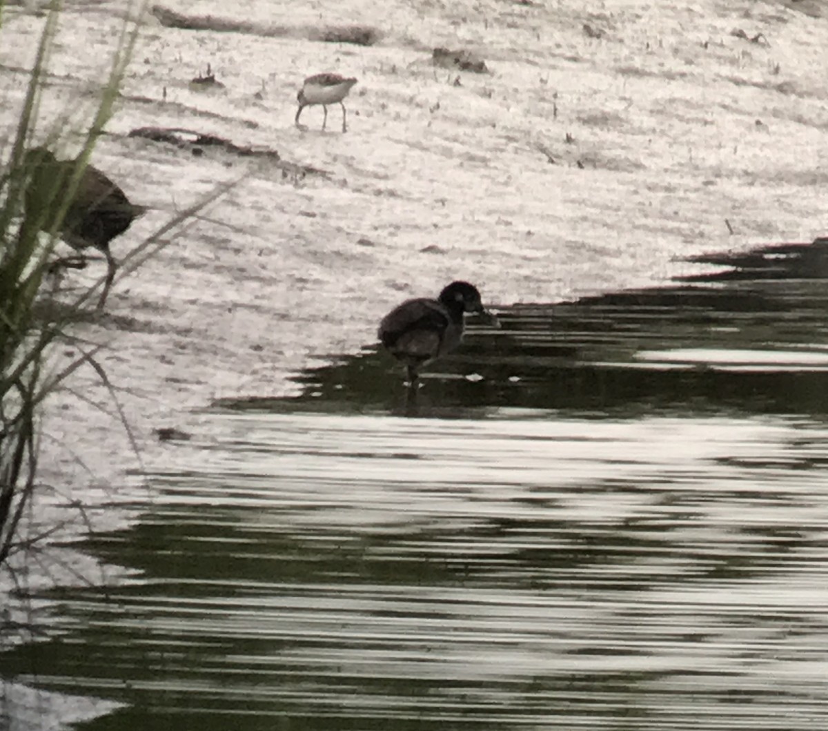 Clapper Rail (Atlantic Coast) - ML64576231