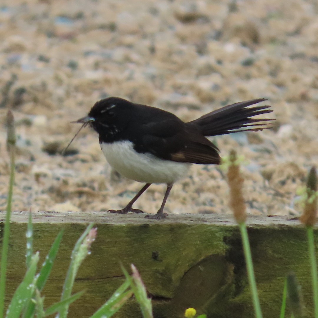 Willie-wagtail - ML645762310