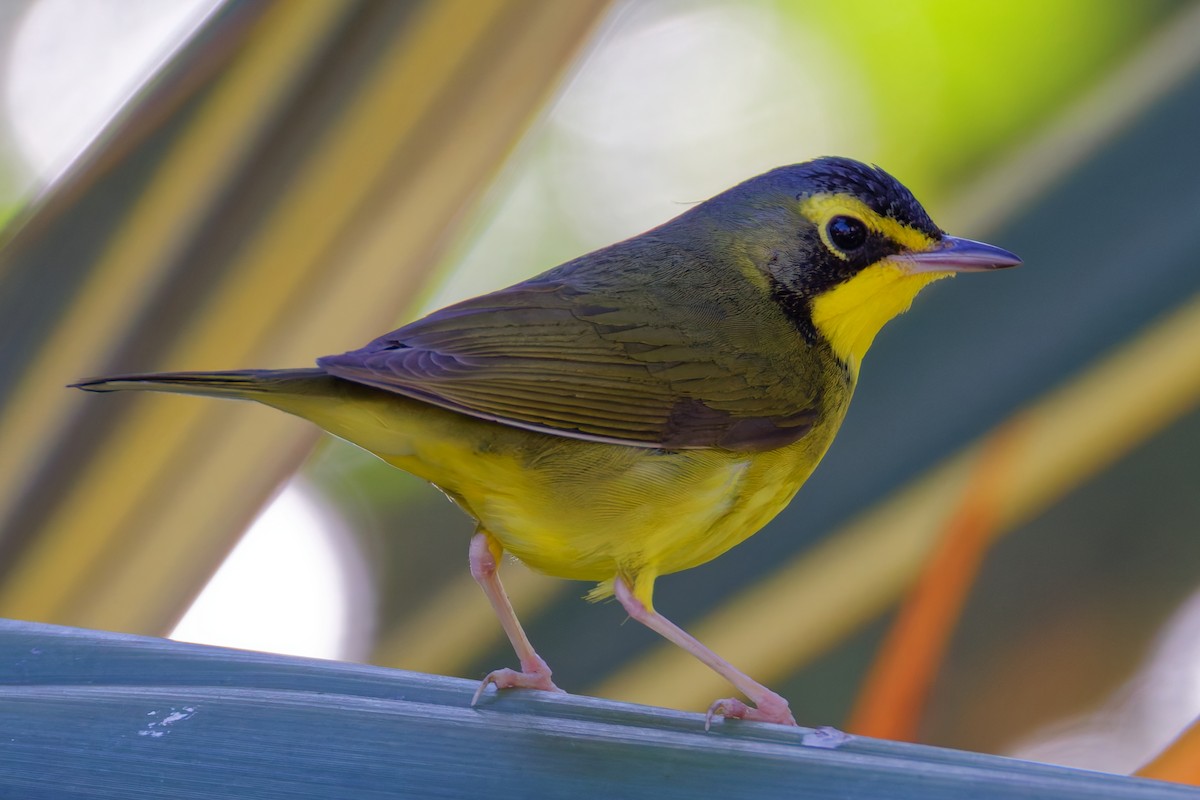 Kentucky Warbler - ML645762312