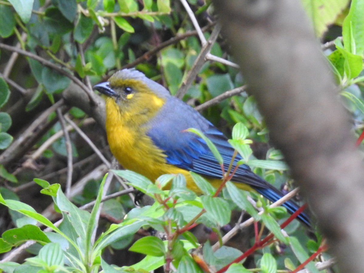 Lacrimose Mountain Tanager (Perija) - ML645762313