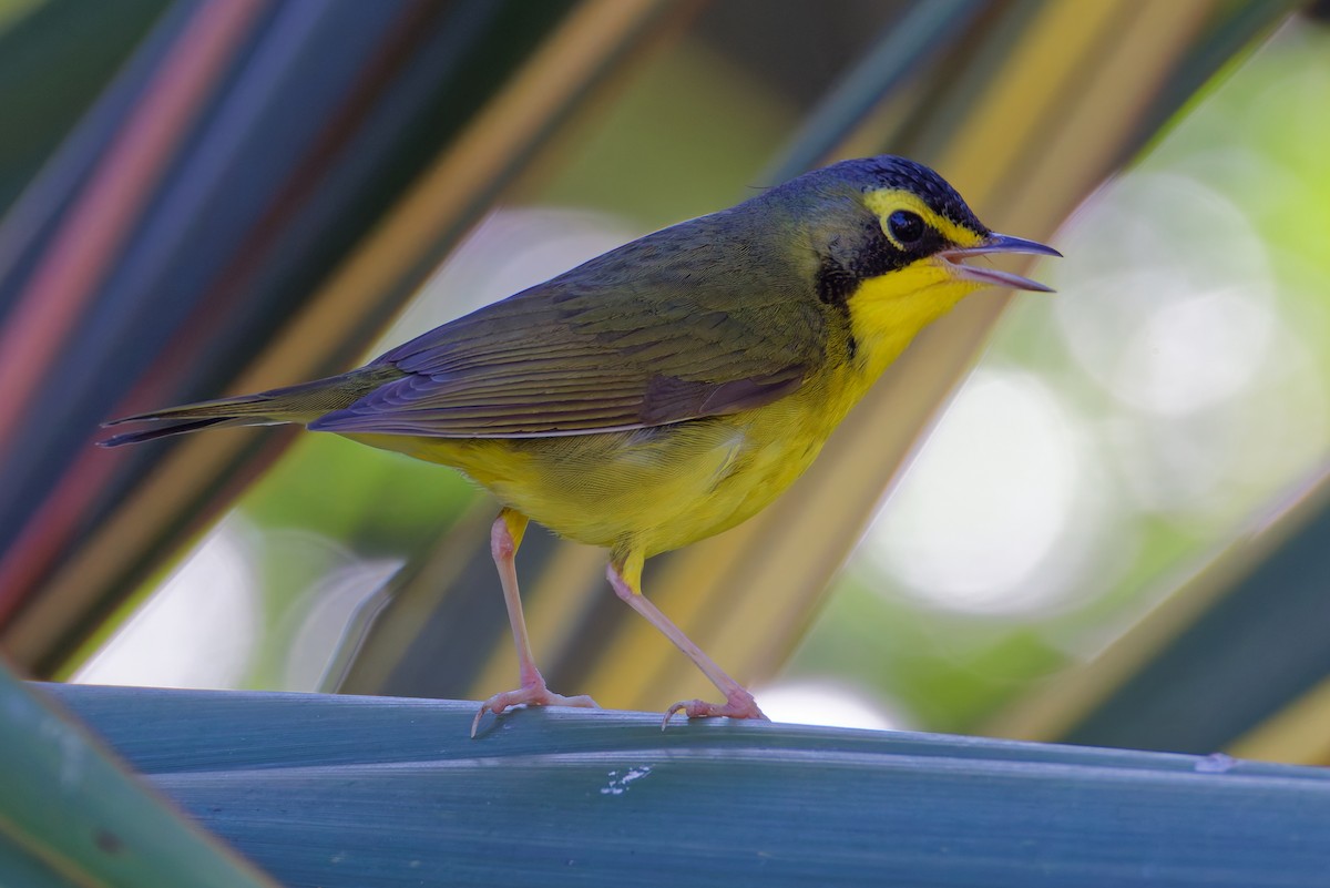 Kentucky Warbler - ML645762319