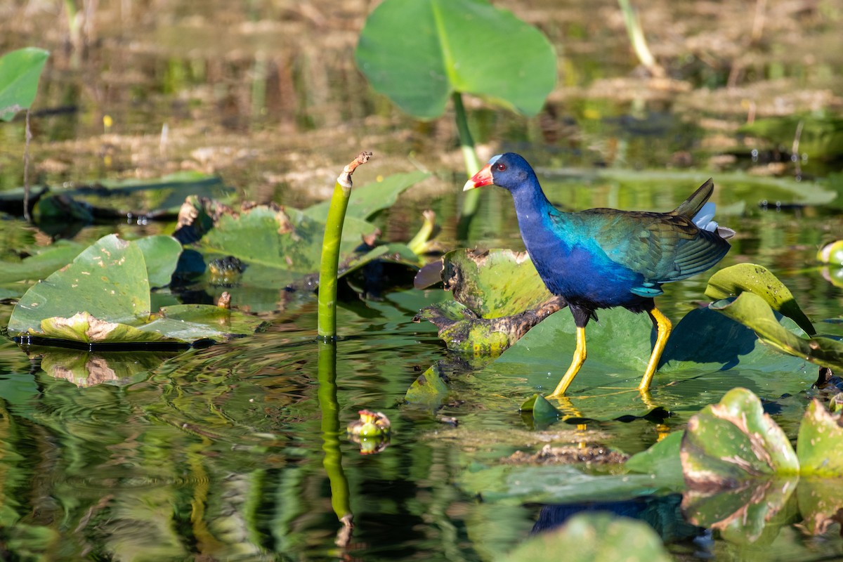 Малая султанка - ML645762320