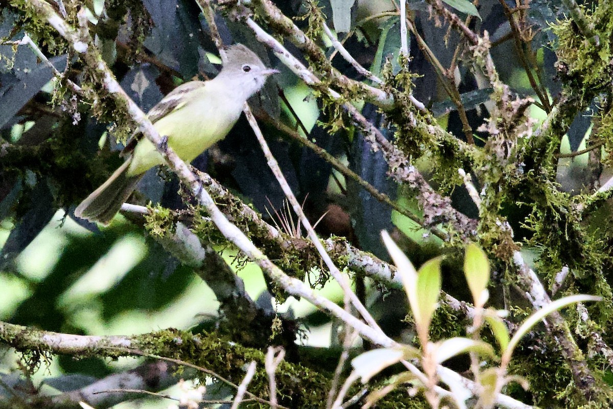 Желтобрюхая эления - ML645762322