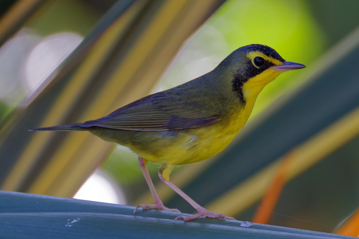 Kentucky Warbler - ML645762331