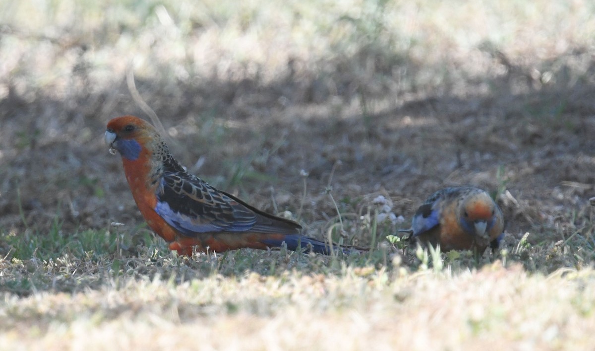 Crimson Rosella - ML645762345