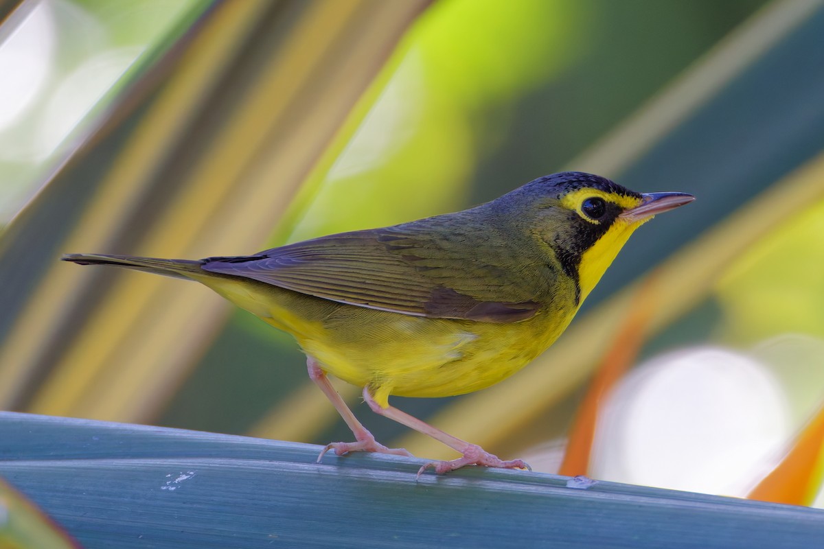 Kentucky Warbler - ML645762347
