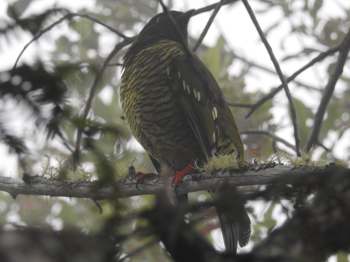 Barred Fruiteater - ML645762348