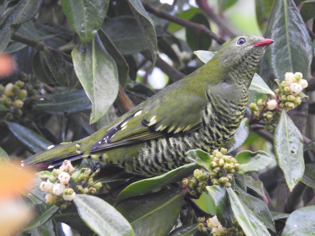 Barred Fruiteater - ML645762349
