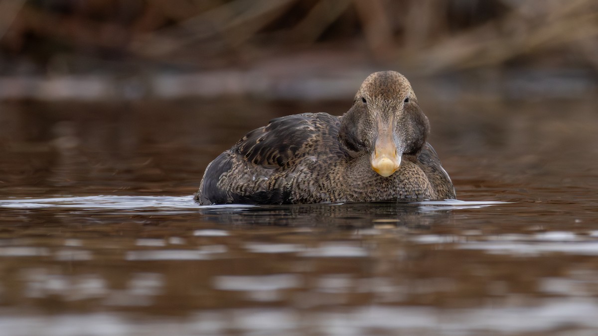ホンケワタガモ - ML645762360