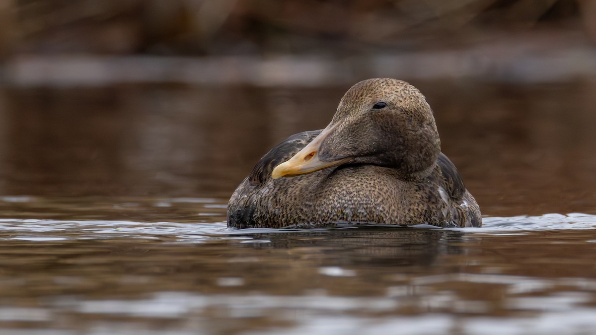 ホンケワタガモ - ML645762361