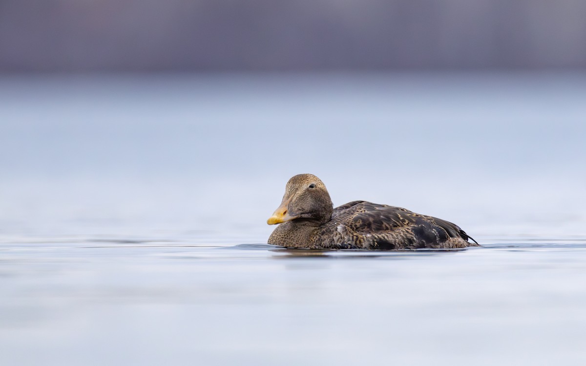 ホンケワタガモ - ML645762362