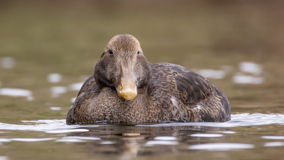 ホンケワタガモ - ML645762363