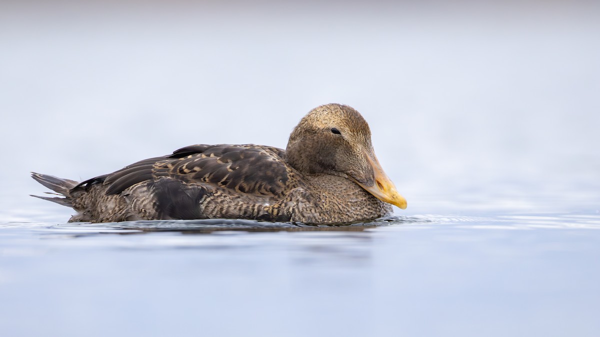 ホンケワタガモ - ML645762364