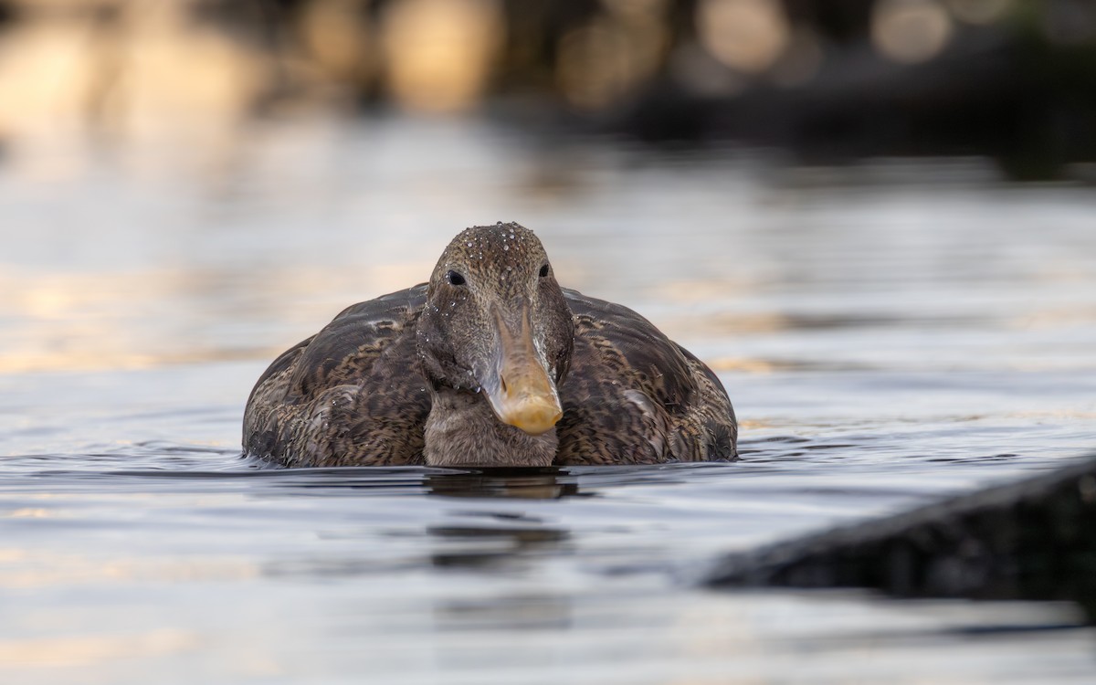 ホンケワタガモ - ML645762365