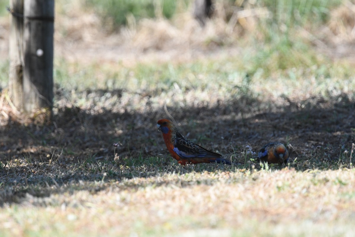 Crimson Rosella - ML645762376