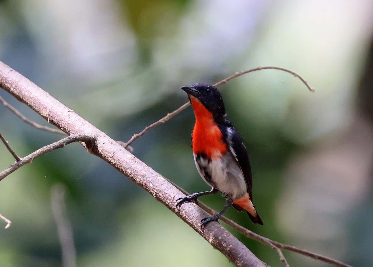 Mistletoebird - ML645762377