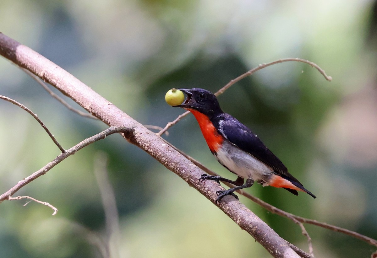 Mistletoebird - ML645762386